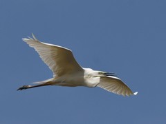 Ardea alba
