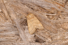 Charanyca trigrammica