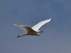 Ardea alba