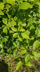 Cornus mas