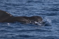Globicephala macrorhynchus
