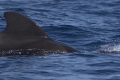 Globicephala macrorhynchus