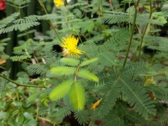 Neptunia oleracea