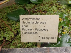 Neptunia oleracea