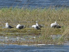 Larus fuscus barabensis
