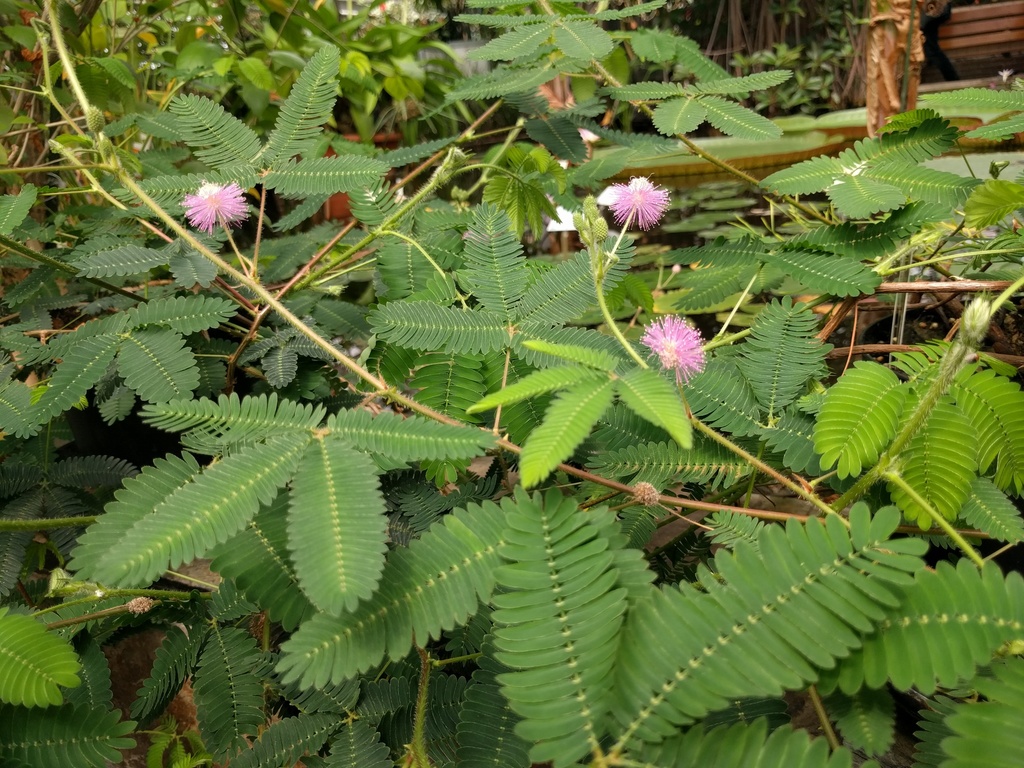 미모사 from Leiden, Zuid-Holland, Netherlands on 2022년 06월... 오후 by Michel Langeveld · iNaturalist 미모사 (Mimosa pudica)