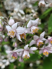 Deutzia