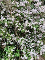 Deutzia