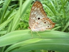 Anartia jatrophae