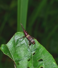 Baryrhynchus poweri