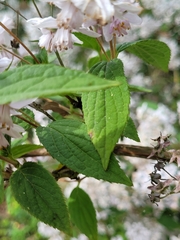 Deutzia