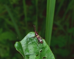 Baryrhynchus poweri