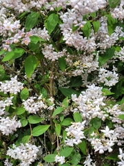Deutzia