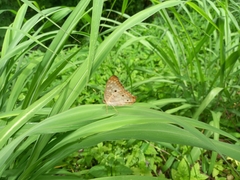 Anartia jatrophae