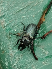 Platycerus caprea