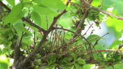 Podosphaera phytoptophila