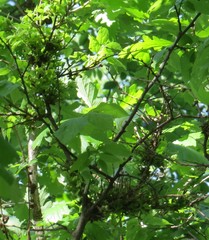 Podosphaera phytoptophila