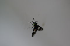 Chrysops viduatus