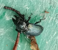 Platycerus caprea