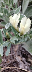 Astragalus neokarelinianus