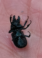 Platycerus caprea