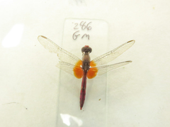 Erythrodiplax famula