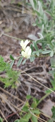 Astragalus neokarelinianus