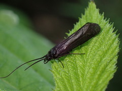 Sericostomatidae
