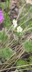 Astragalus neokarelinianus