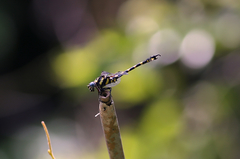 Paragomphus capricornis