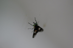 Chrysops viduatus