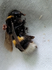 Bombus