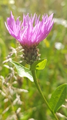 Centaurea