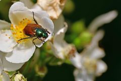 Phyllopertha horticola