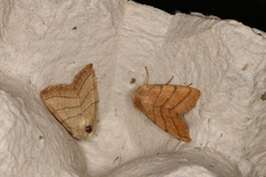 Charanyca trigrammica