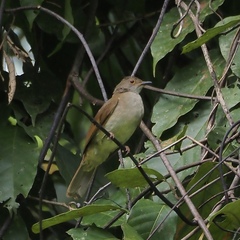 Rubigula erythropthalmos