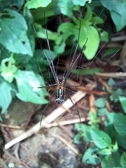 Leucauge