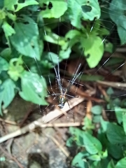 Leucauge
