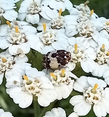 Anthrenus pimpinellae