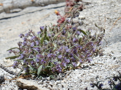 Phacelia quickii