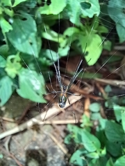 Leucauge