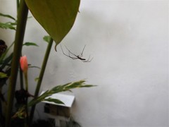 Tetragnatha mandibulata