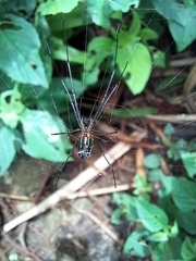 Leucauge