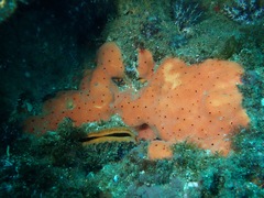 Dragmacidon mexicanum