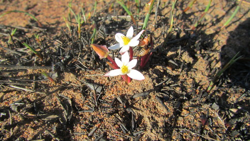 Image of Pauridia alba by (c) James Deacon, some rights reserved (CC BY-SA)