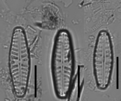 Hippodonta hungarica