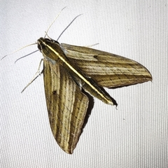 Elibia dolichus