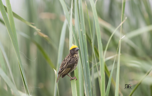 Streaked Weaver (Ploceus manyar), photo 4
