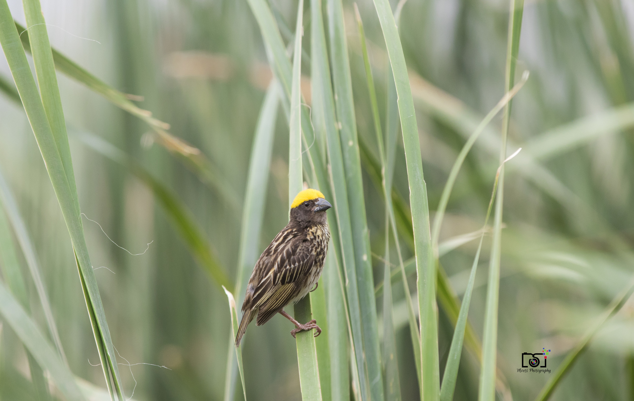 Streaked Weaver (Ploceus manyar)