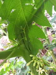 Stagmatoptera